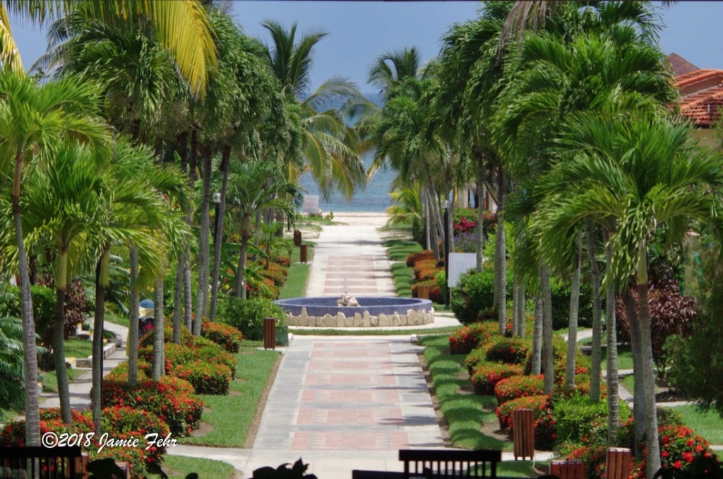 Palm trees on the resort.