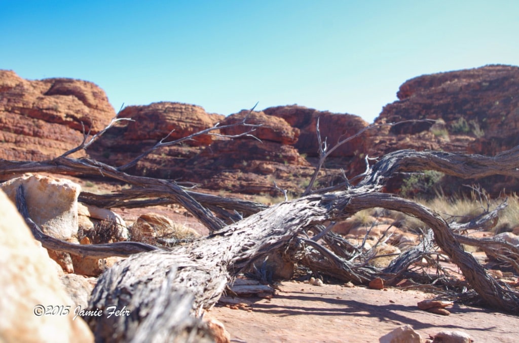 This desert is a harsh place to survive.