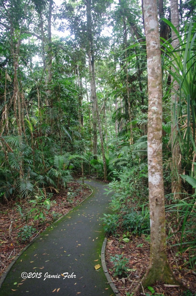 The lush, green rainforest near Cairns.