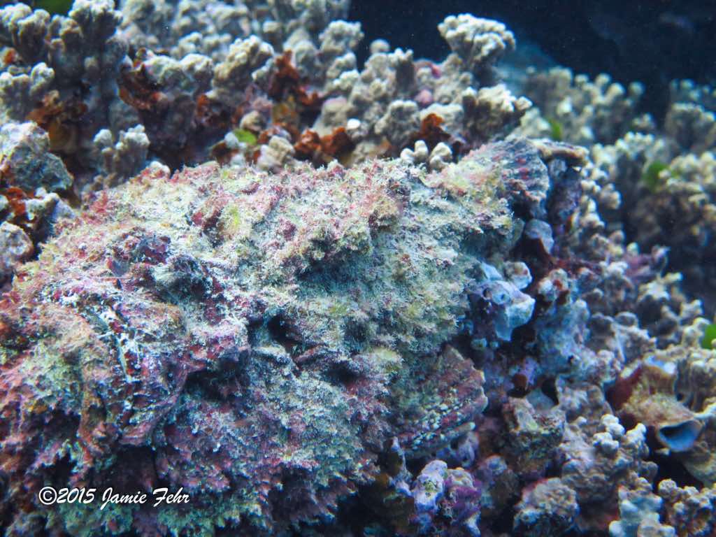 A Stone Fish, blending in very well.