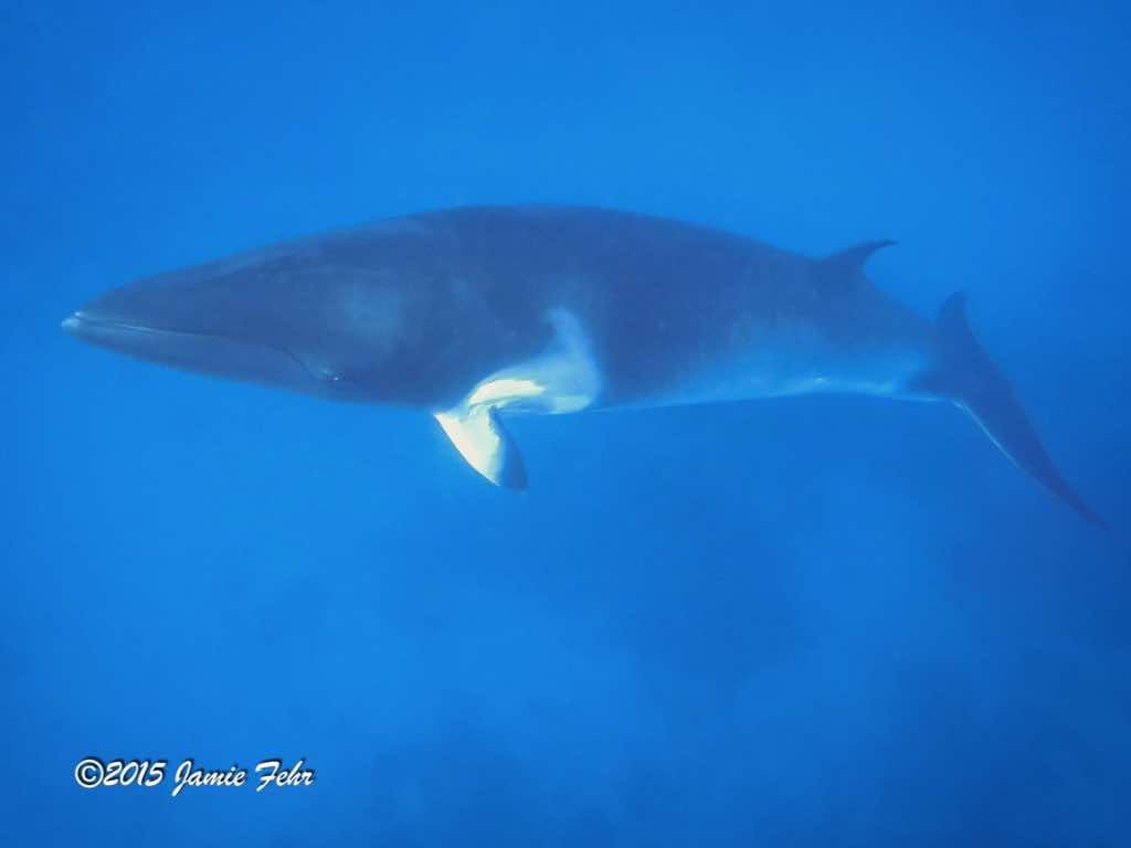 A Dwarf Minke Whale.