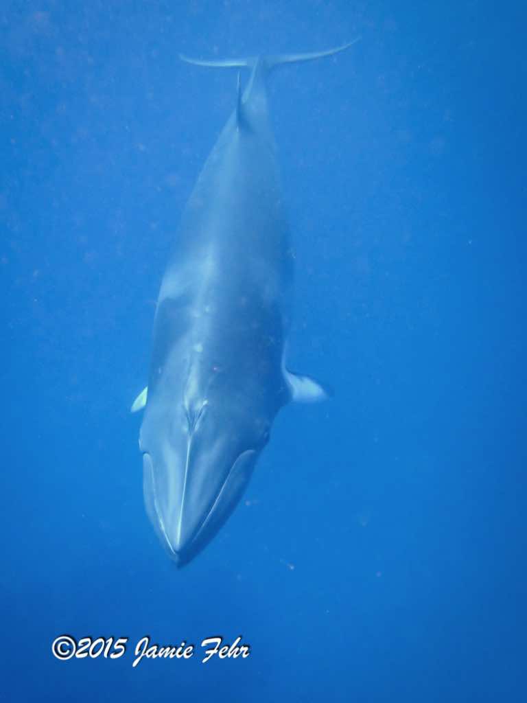 A Dwarf Minke Whale.