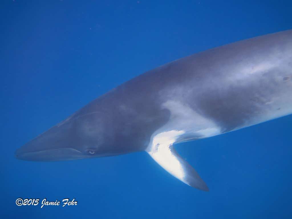 A Dwarf Minke Whale's uniquely colored white and grey patch.