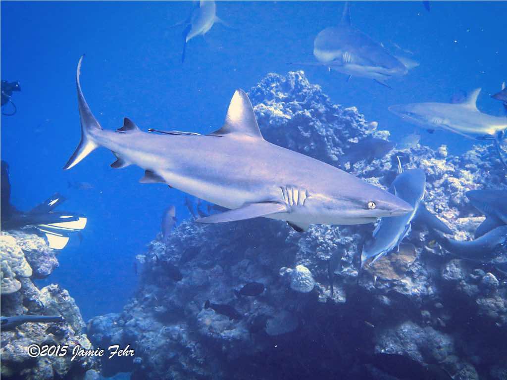 A Grey Reef Shark swimming just in front of where we are sitting.