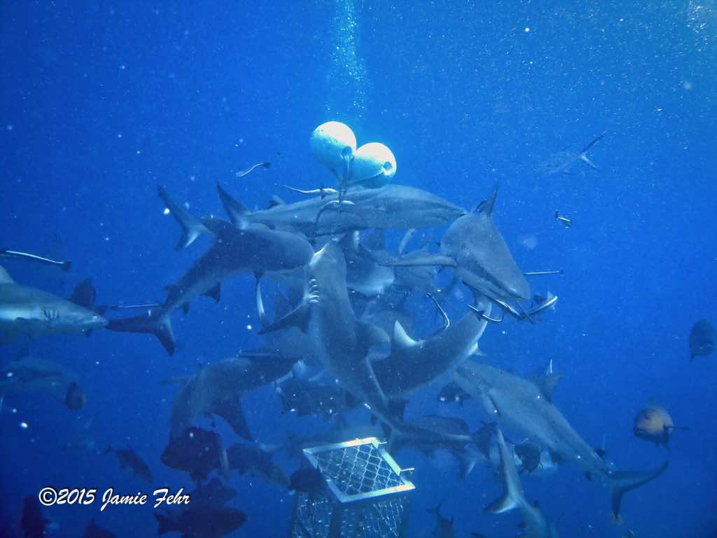 Once the door was opened and the floats pulled out the fish heads and gills, the feeding frenzy started!