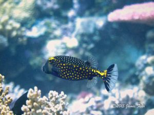 A White Spotted Boxfish.