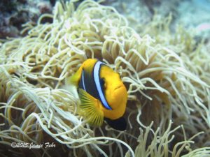 A Clark's Anemonefish in Stringy Anemone.