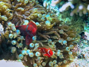 Tomato Clownfish in Bubble Anemone.