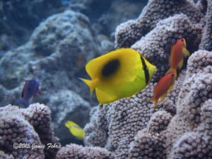 An Oval-spot Butterflyfish with a couple of other fish.