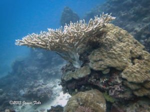 The appropriately named Staghorn Coral.