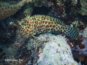 A Honeycomb Grouper.