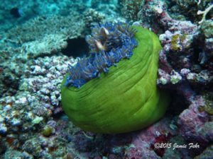 Pink Skunk Clownfish, in what looks like an anemone in a pot.