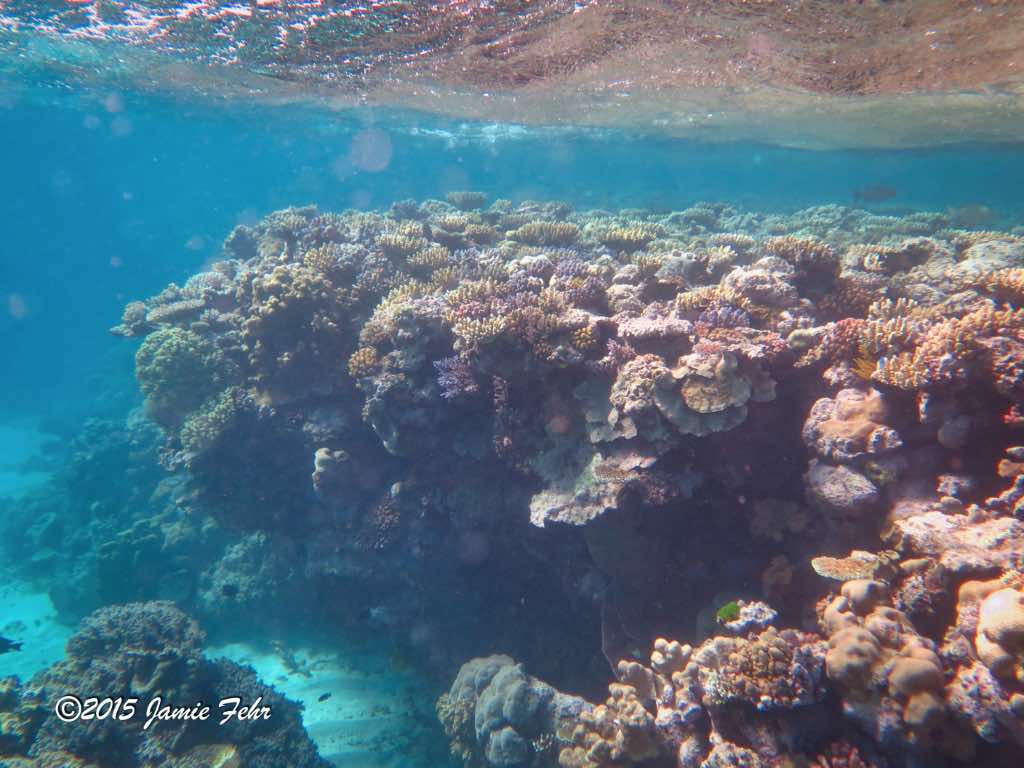 Lots of healthy coral on a ledge near the surface.