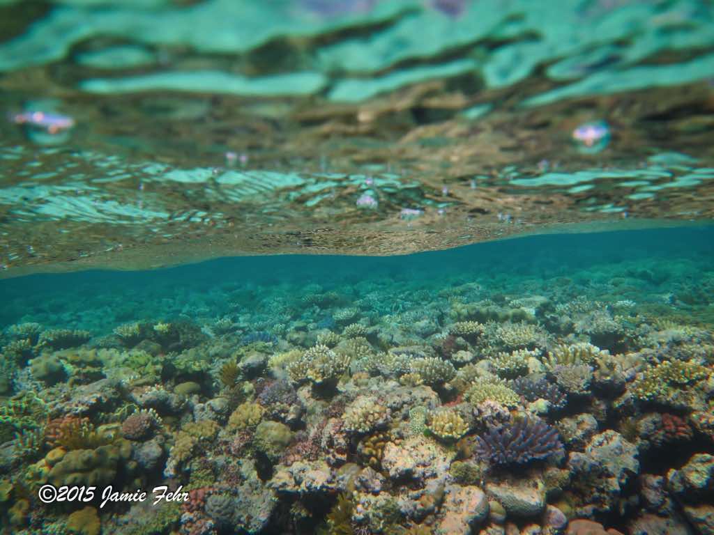 An interesting perspective with lots of colorful coral growing close to the surface.