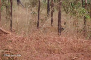 While driving, we saw a Dingo in the bush at the edge of the road.