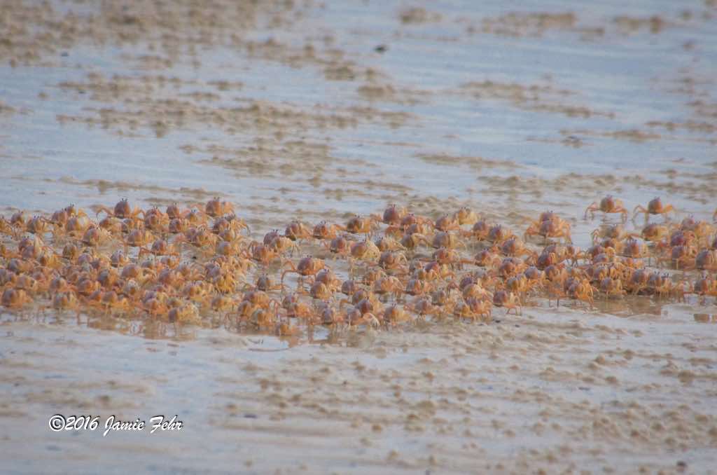 Just part of the consortium of small crabs that we saw while walking on the beach.