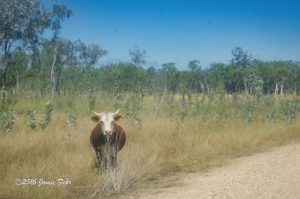 There's one of those livestock - look out!